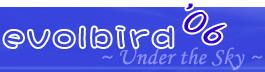 evolbird